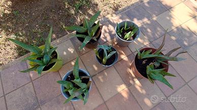 piante grasse - agave e aloe