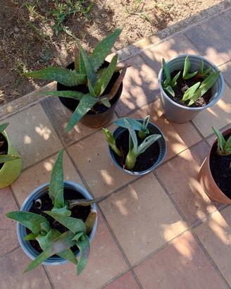 piante grasse - agave e aloe