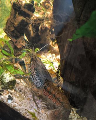 Gamberetti acquario d'acqua dolce