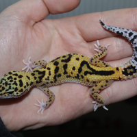 Geco leopardino