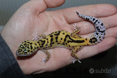 Geco leopardino