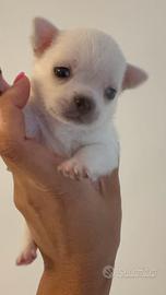 Cucciola Chihuahua con Pedigree ENCI