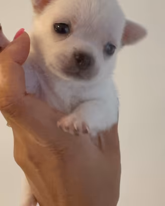 Cucciola Chihuahua con Pedigree ENCI