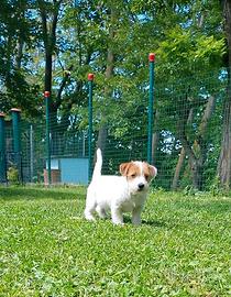 Jack Russell