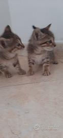 Gattini