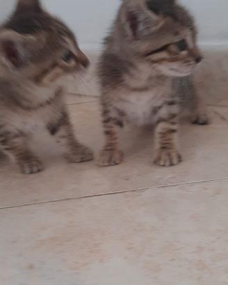 Gattini