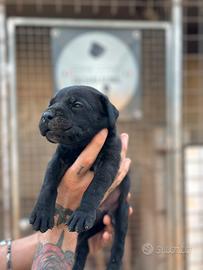Cane corso