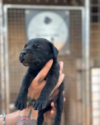 Cane corso
