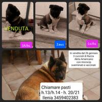 Cuccioli akita americano nati il 22 novembre 2025