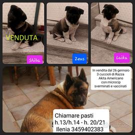 Cuccioli akita americano nati il 22 novembre 2025