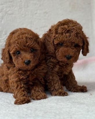 BARBONCINI TOY & BARBONCINO NANO RED cuccioli