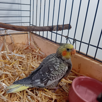 Pullo calopsitta allevato a mano