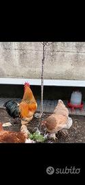 Incroci Brahma x ovaiola x marans x brahma