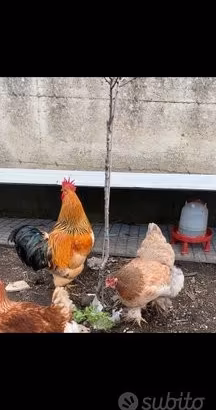Incroci Brahma x ovaiola x marans x brahma