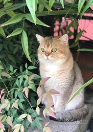 Gatto scottish straight per monta