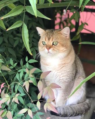 Gatto scottish straight per monta