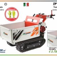 Motocariola cingolata