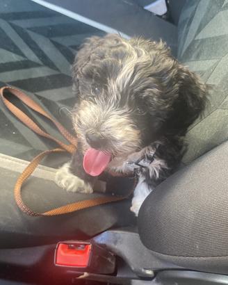 Maltipoo mini toy