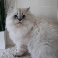 Cucciolo British longhair