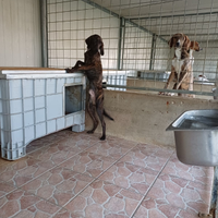 Cuccioli segugio maremmano