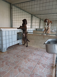 Cuccioli segugio maremmano