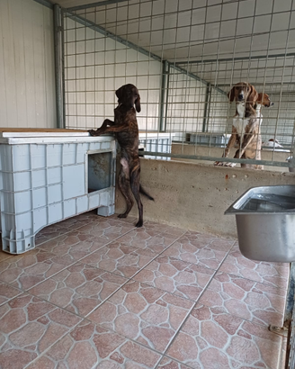 Cuccioli segugio maremmano