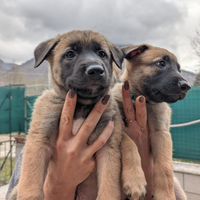 Pastore belga malinois cucciolata