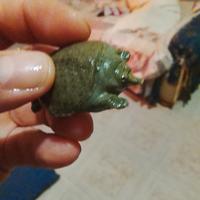 Pelodiscus sintesi baby