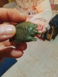 Pelodiscus sintesi baby