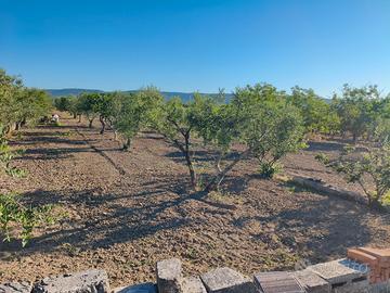 Terreno agricolo