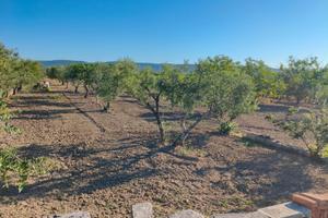 Terreno agricolo