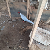 4 faggiani (faggiano)