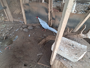 4 faggiani (faggiano)