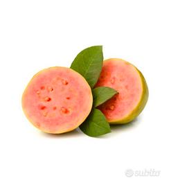 piantina guava rosa 