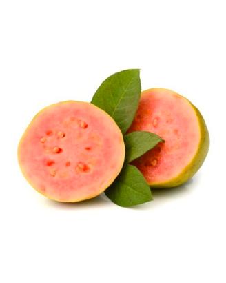 piantina guava rosa 