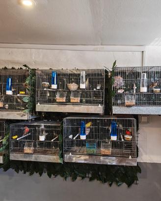 Allevamento Canarini e cardellini