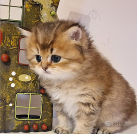 Cucciolo British, golden, 2 mesi, maschio