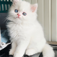 Persiano GIGANTE con occhi impari