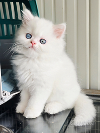 Persiano GIGANTE con occhi impari