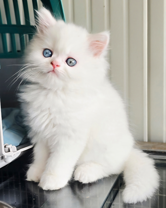 Persiano GIGANTE con occhi impari