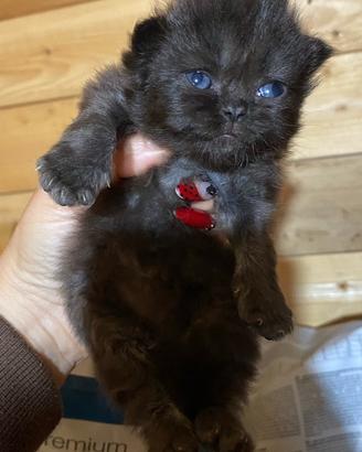 Gattina nera cucciola di persiani FEMMINA