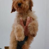 Cuccioli di barboncino
