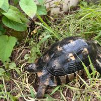 Marginata sarda maschio