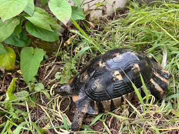 Marginata sarda maschio