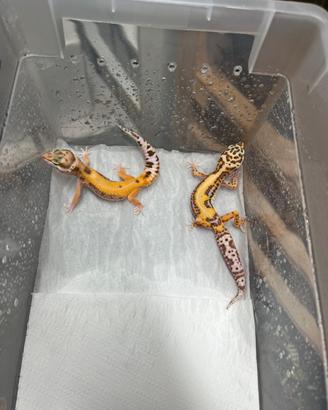 Gechi Leopardini