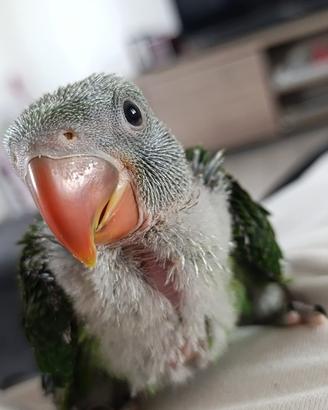 Grande alessandrino baby pulli imbecco pappagalli