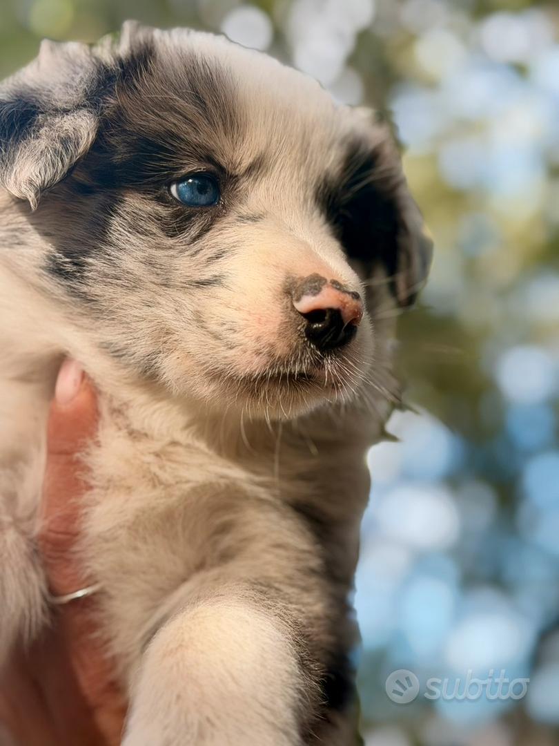 Cucciolo border collie - Animali In vendita a Foggia