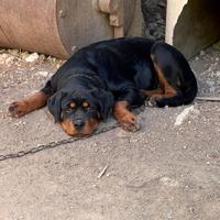 Rottweiler