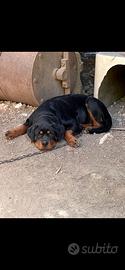 Rottweiler