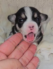 Chihuahua mini